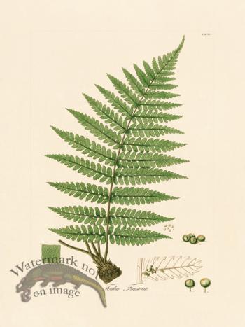 Hooker Fern 09